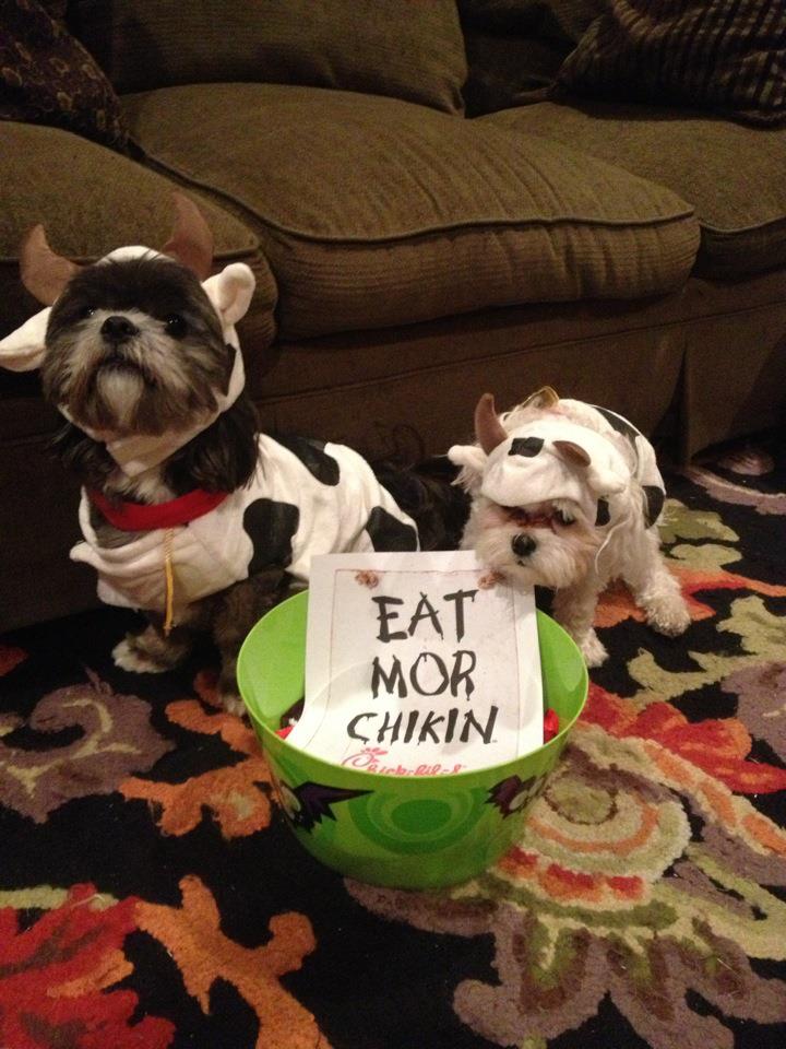 chickfila_cows